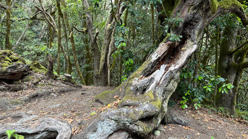 ein uralter Lorbeerbaum am Wanderweg