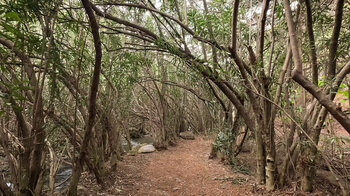 Tunnel des Oleanderwald am Sendero de Las Viñas entlang des Rio Cuadros - Sierra Mágina