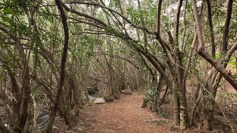 Tunnel des Oleanderwald am Sendero de Las Viñas entlang des Rio Cuadros - Sierra Mágina