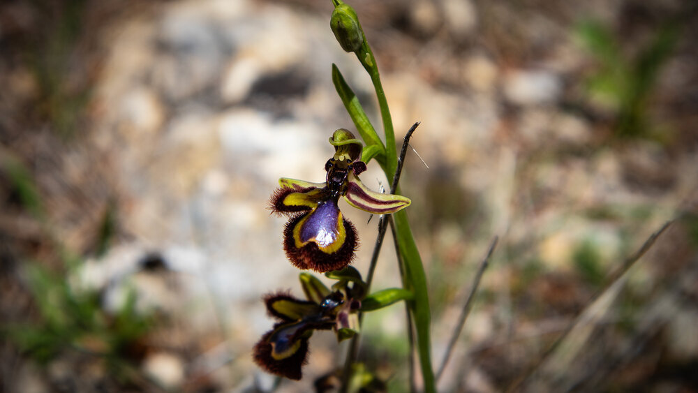 Spiegel-Ragwurz (Ophrys speculum) – wilde Orchidee in der Sierra Magina