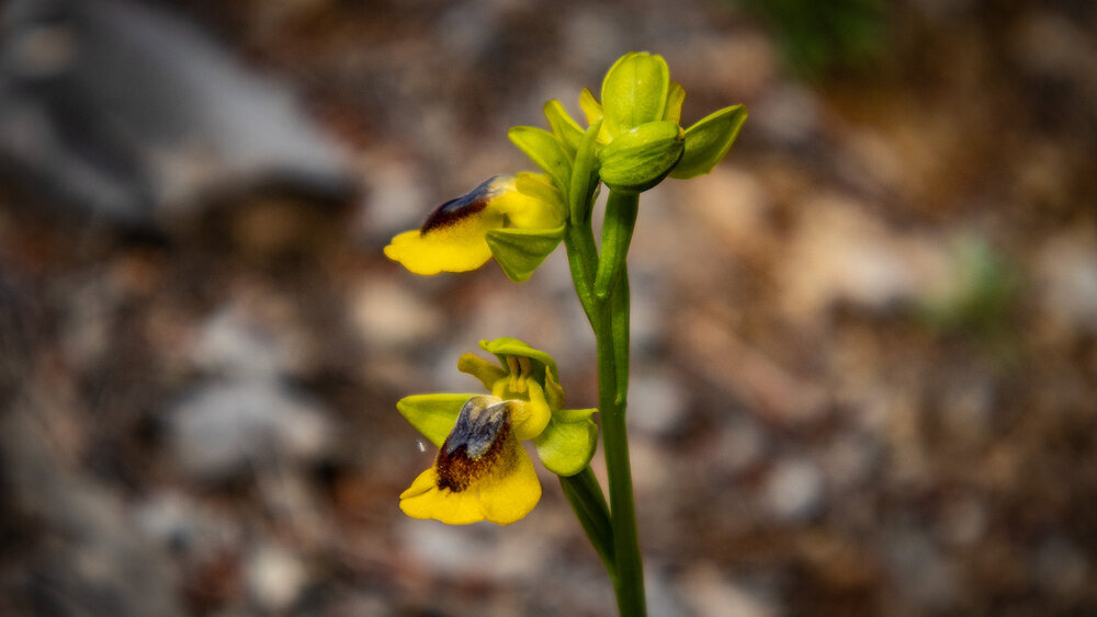 die Wildorchidee Gelbe Ragwurz (Ophrys lutea) gedeiht am Bachlauf des Río Cuadros auch Río Bedmar genannt