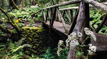 die Brücke Puente de la Madera im Laurisilva auf El Hierro