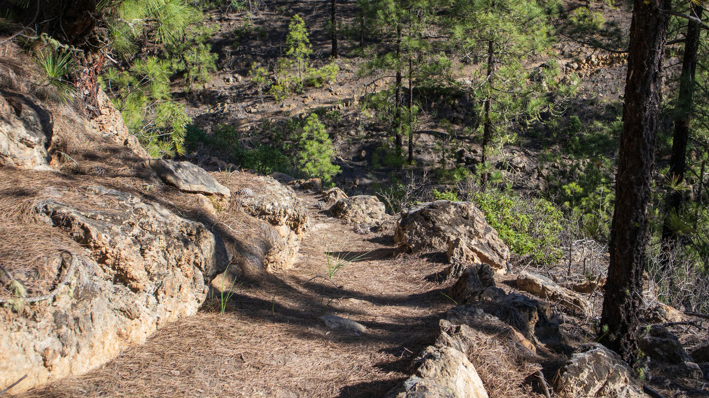 Wanderpfad im Kiefernwald