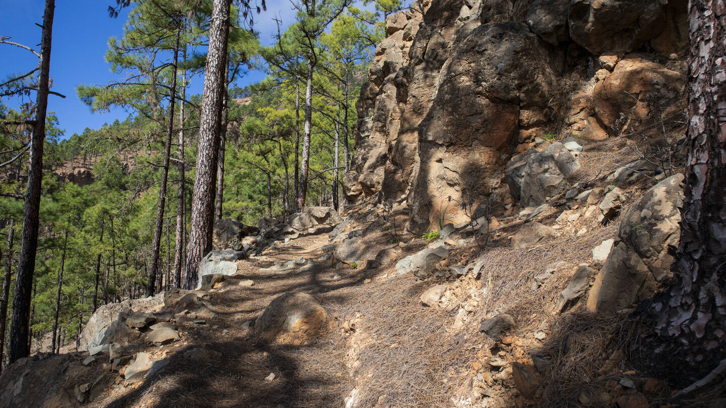 Wanderweg im Schatten der Kiefern