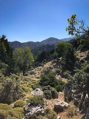 der Wanderpfad von Omalos nach Lakki zwischen Steinblöcken und Sträuchern