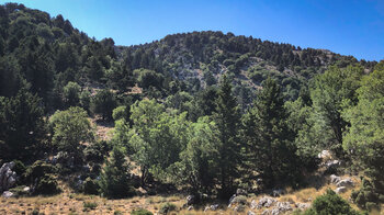 Blick von der Wanderroute auf die Wälder in den Bergen Westkretas