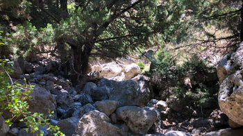 Schatten spendende Bäume im felsigen Bachlauf