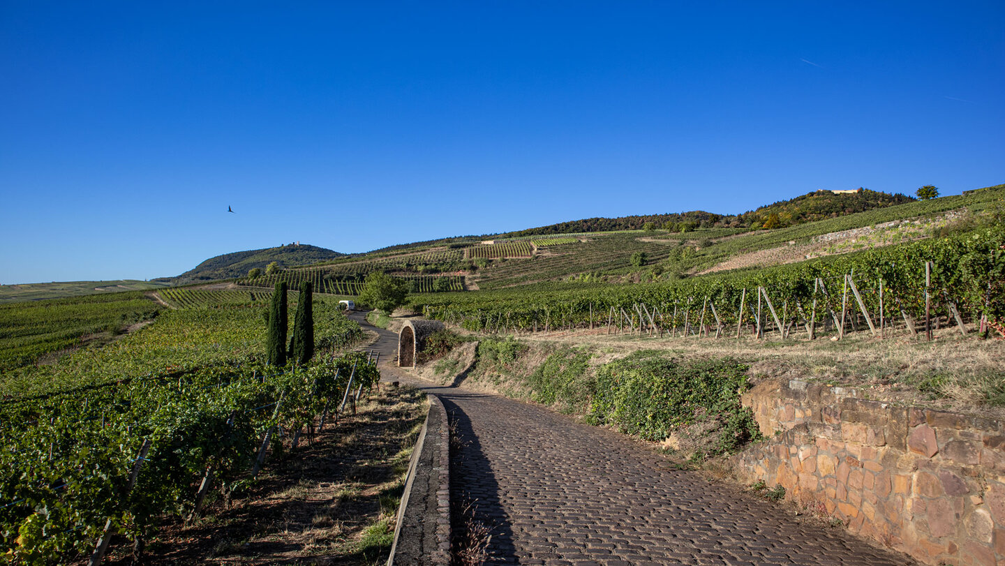 Weinbergweg im Elsass unter blauem Himmel, auf den Höhen die Hohlandsbourg und die Burgruine der Drei Egsen