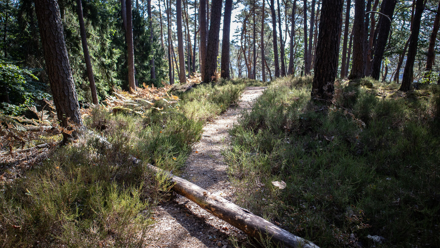 Pfad durch Heidekraut und Kiefern zum Bänderfels auf dem Hahnberg