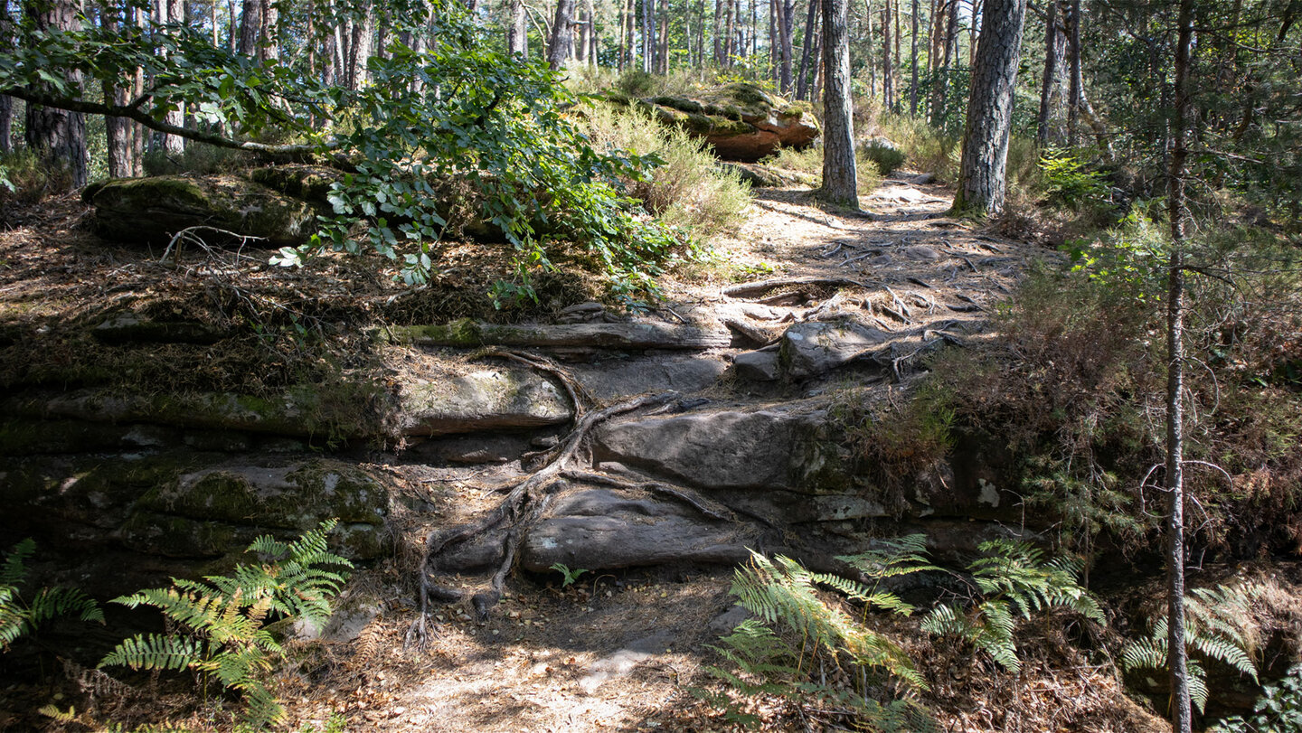 Buntsandstein und Farn entlang der Gipfelkuppe des Hahnbergs