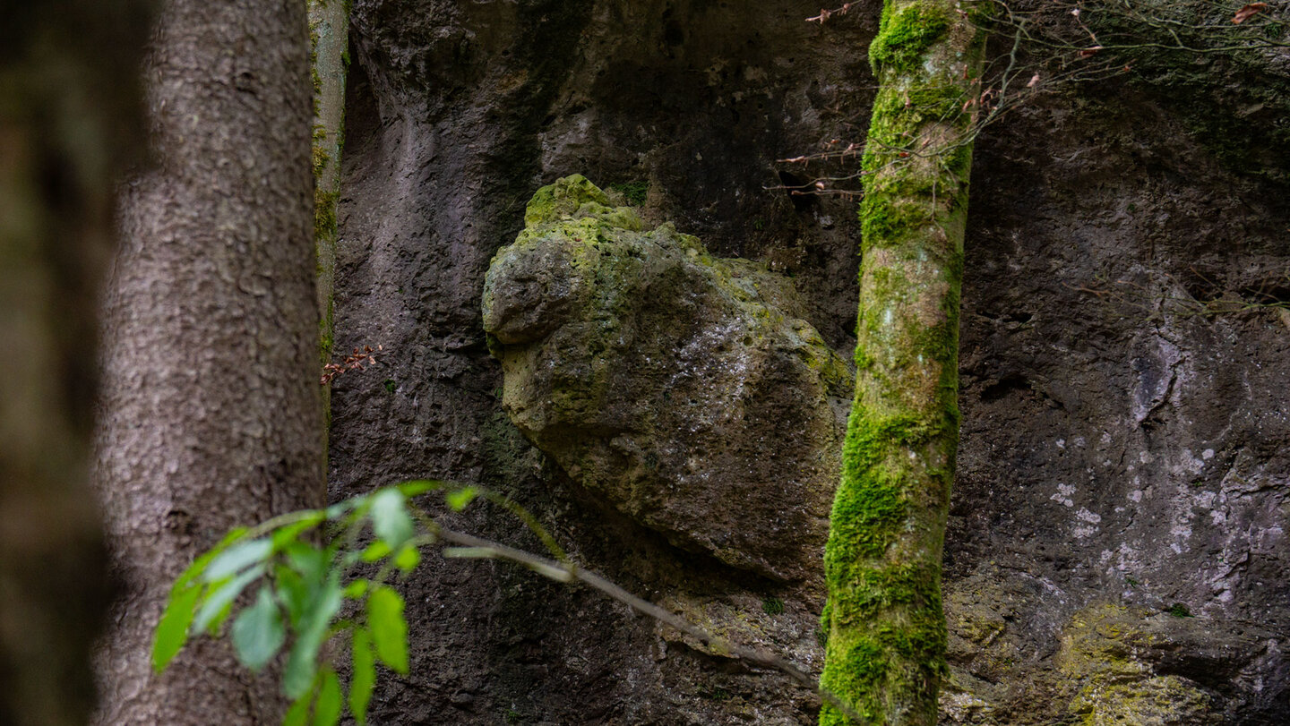 Bemooste Bäume und Felsen bei Tüchersfeld.