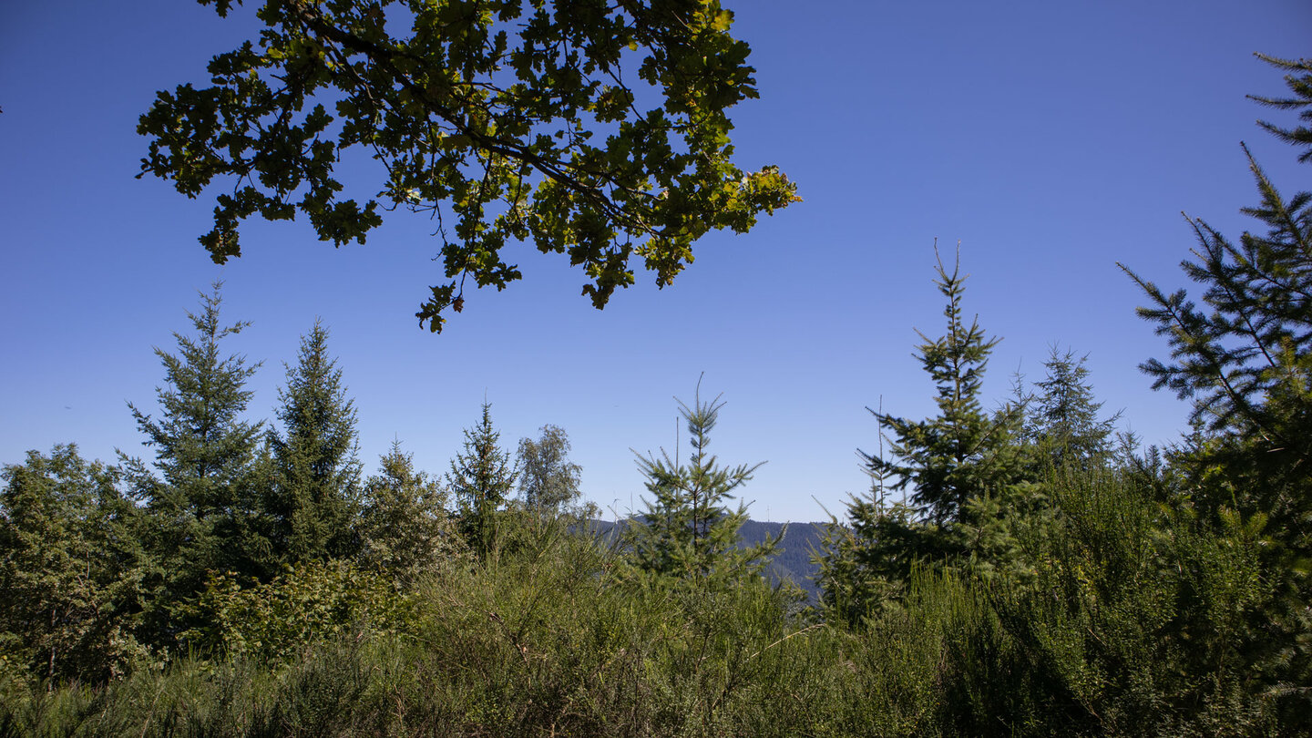 üppige Wälder entlang der Westwegroute