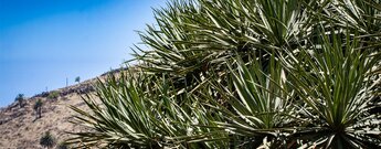Dichte Blattkrone des Drago de Agalán bei Alajeró