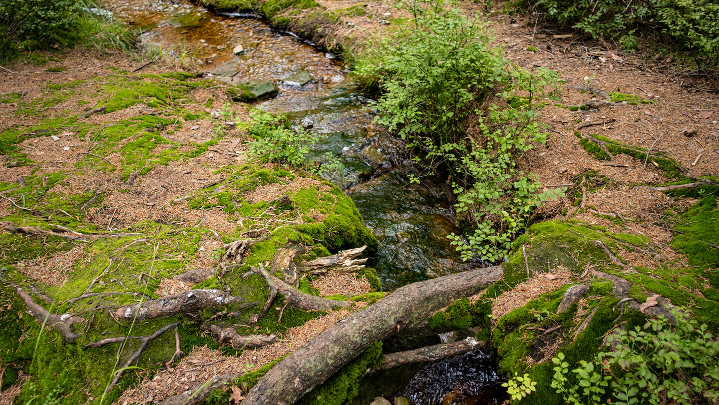 Bachlauf beim Hohlohmoor