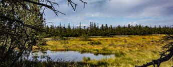 Großer Hohlohsee im Hochmoor auf dem Kaltenbronn