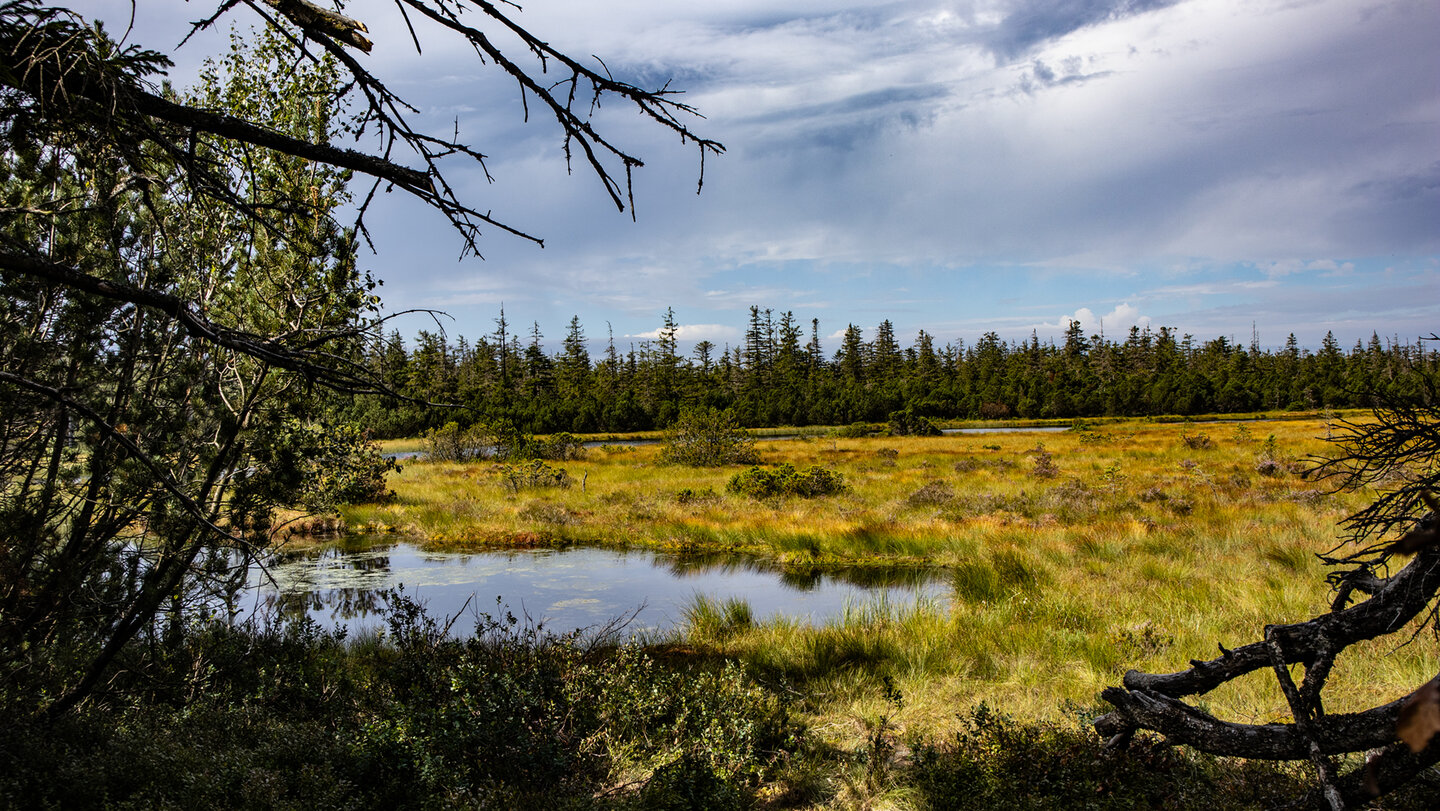 Großer Hohlohsee im Hochmoor auf dem Kaltenbronn