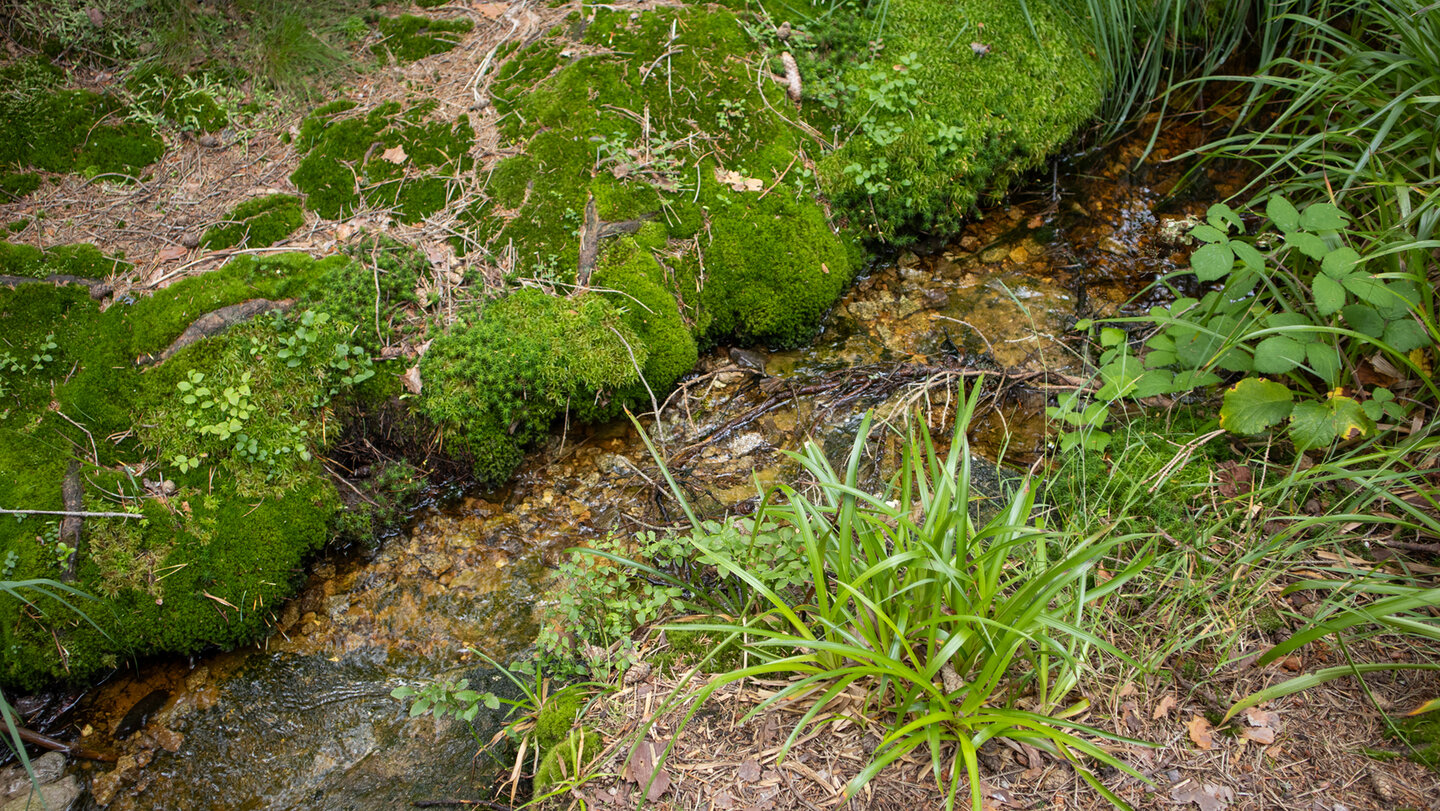 Bachlauf beim Hohlohmoor