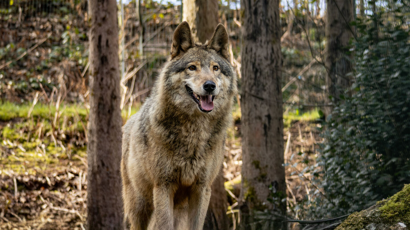Wolfsgehege im Alternativen Wolf- und Bärenpark Schwarzwald