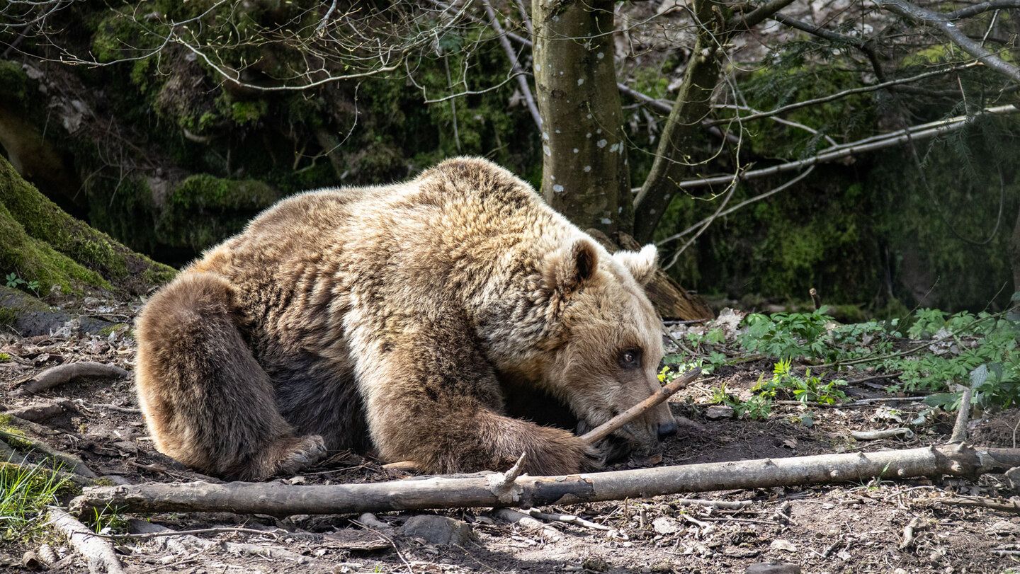 Wolf- und Bärenpark Schwarzwald bei Bad Rippoldsau-Schapbach