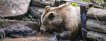 Abkühlung im Wolf- und Bärenpark Schwarzwald