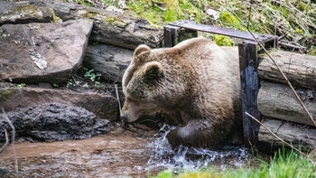 Abkühlung im Wolf- und Bärenpark Schwarzwald