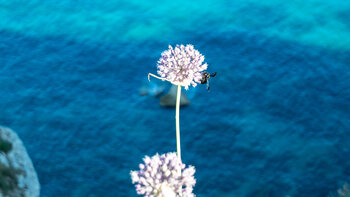 Holzbiene an einer Lauchblume über dem Atlantik
