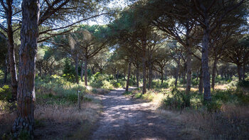 Wanderroute im Pinienwald bei Barbate