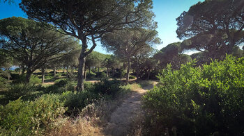 Sendero Acantilado durch den Pinienwald