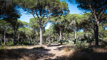 Pinienwald Pinar de la Breña