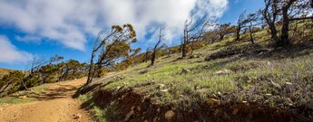 windgebeugte Kiefern bei El Pinar