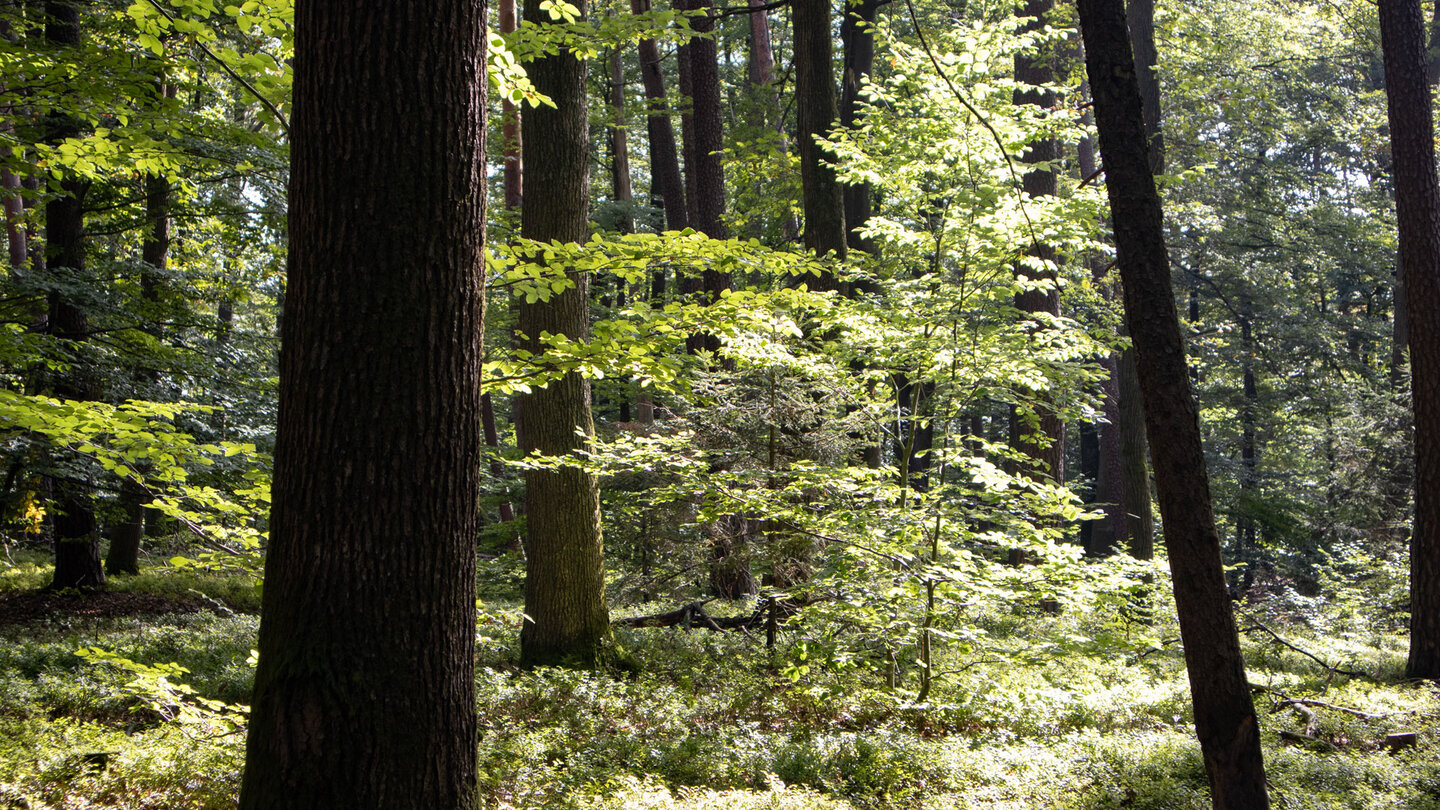 Wanderung durch Buchenwald zum Wasenkoepfl