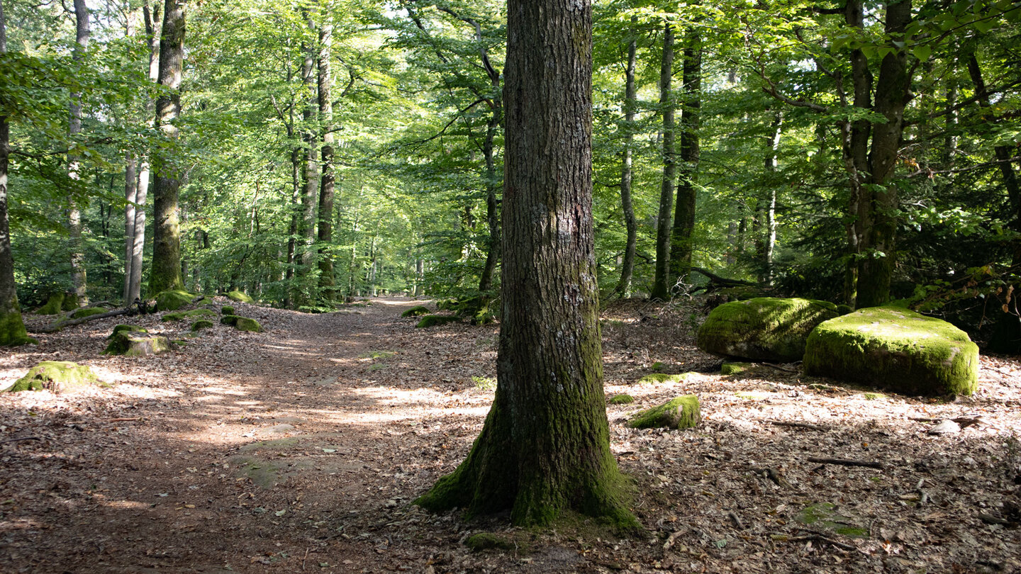 Wanderweg zwischen Hexenplaetzl und Wasenkoepfl