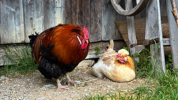 Hühner sitzen vor der Scheunenwand