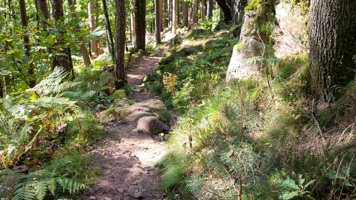 malerischer Wanderpfad durch üppige Vegetation beim Hochstein-Massiv Wanderpfad durch üppige Vegetation beim Hochstein-Massiv