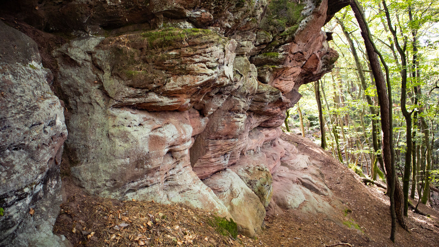 Exkursion auf den Schützenfelsen