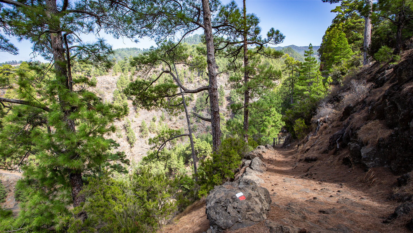 auf dem GR 130 im Kiefernwald