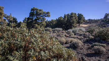 auf dem Hochplateau Llano de las Animas