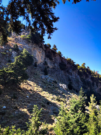 Felswände und Kiefernwald in der Figou-Schlucht
