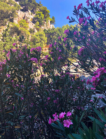 blühender Oleander am Weg durch die Figou-Schlucht