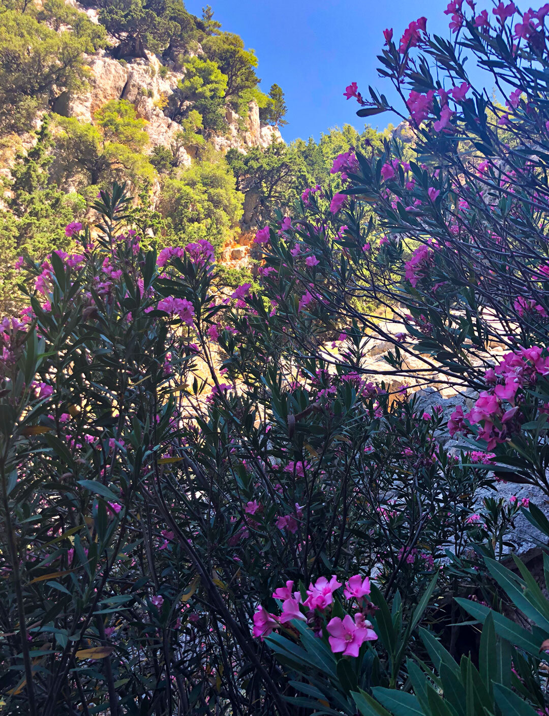 blühender Oleander am Weg durch die Figou-Schlucht blühender Oleander am Weg durch die Figou-Schlucht