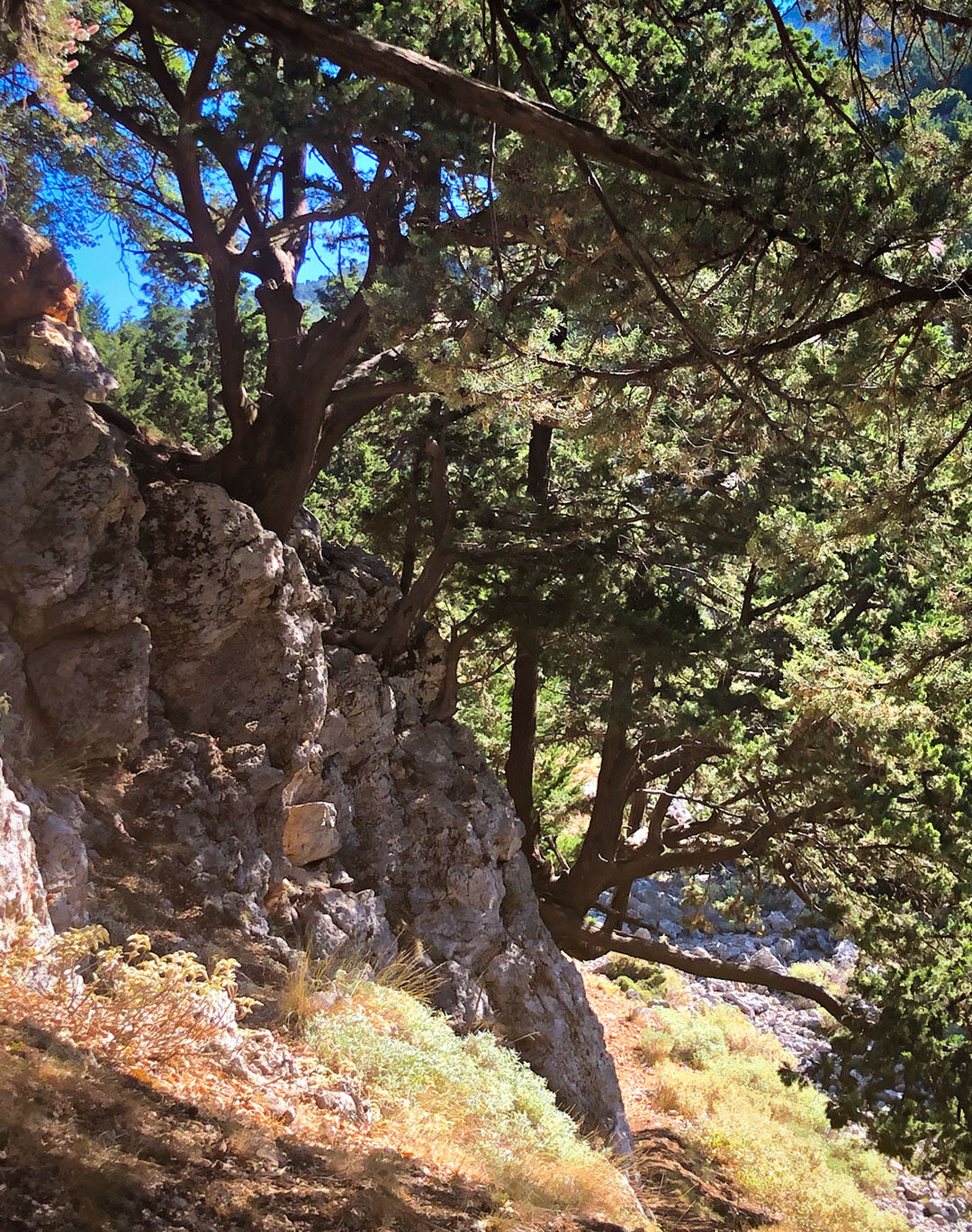 Kiefern klammern sich an Felsen in der Figou-Schlucht auf Kreta Felsen entlang der Wanderroute an der Figou-Schlucht