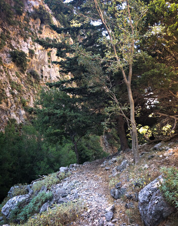 Wanderpfad zwischen Steineichen, Kiefern und Zypressen durch die Figou-Schlucht