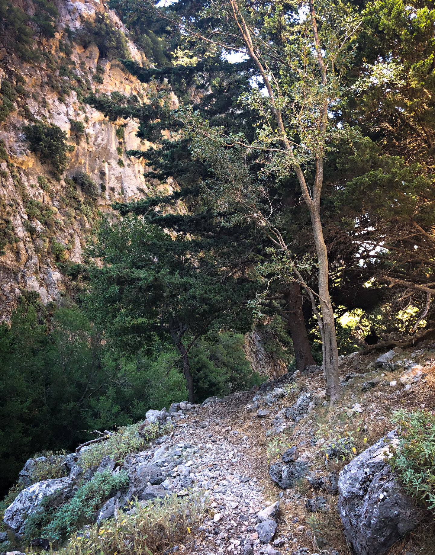 der Wanderpfad windet sich zwischen Steineichen, Kiefern und Zypressen durch die Figou-Schlucht Wanderpfad zwischen Steineichen, Kiefern und Zypressen durch die Figou-Schlucht
