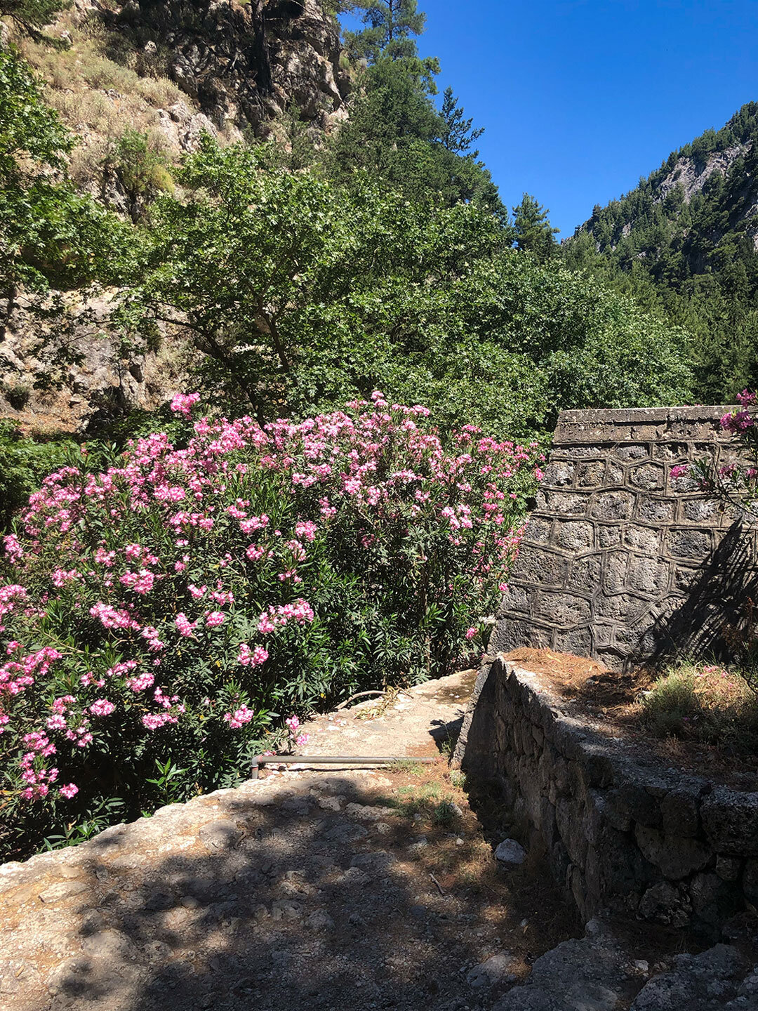 leuchtende Oleanderblüte in der Agia Irini-Schlucht Oleanderblüte in der Agia Irini-Schlucht
