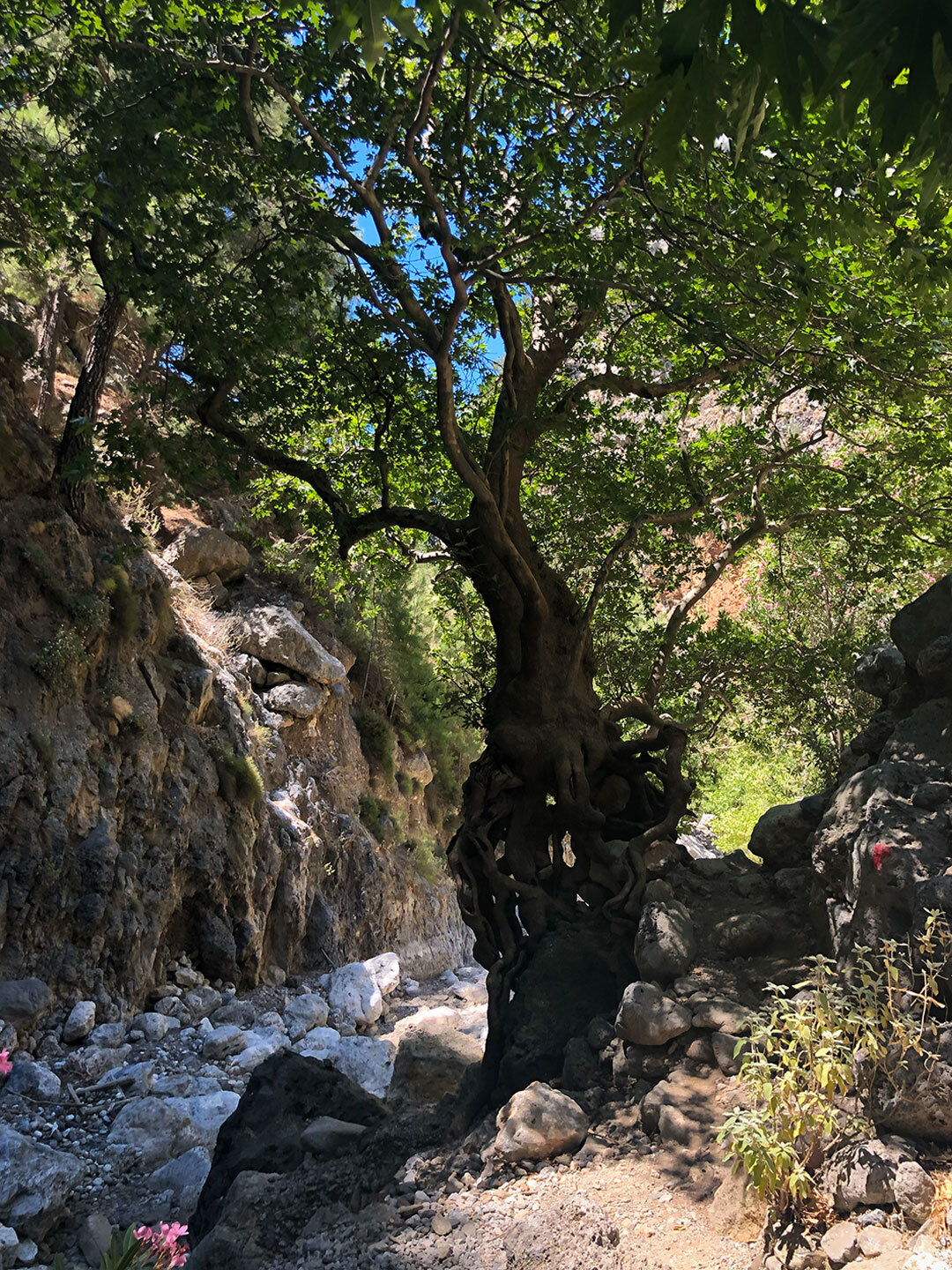 Wanderung auf dem Fernwanderweg E4 in der Agia Irini-Schlucht auf Kreta Wanderung auf dem E4 in der Agia Irini-Schlucht