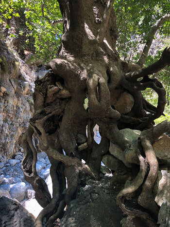 Wurzelskulptur in der Agia Irini-Schlucht
