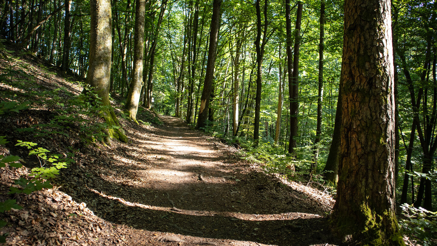 Waldpfad zwischen Haselstein und Wasgauhütte