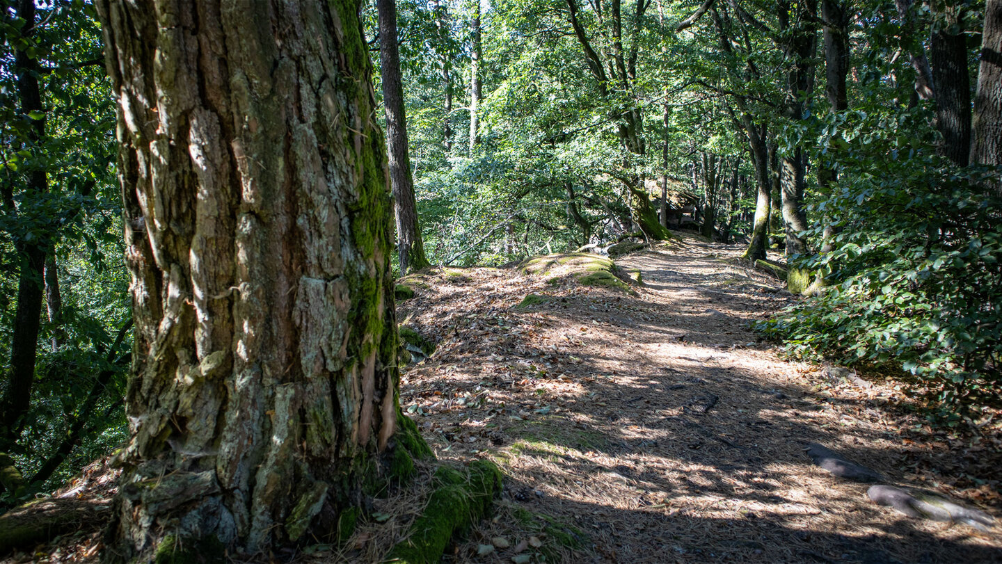 Bergrücken über dem Bärenbrunnertal – Waldpfad Richtung Zimmereckfelswand.