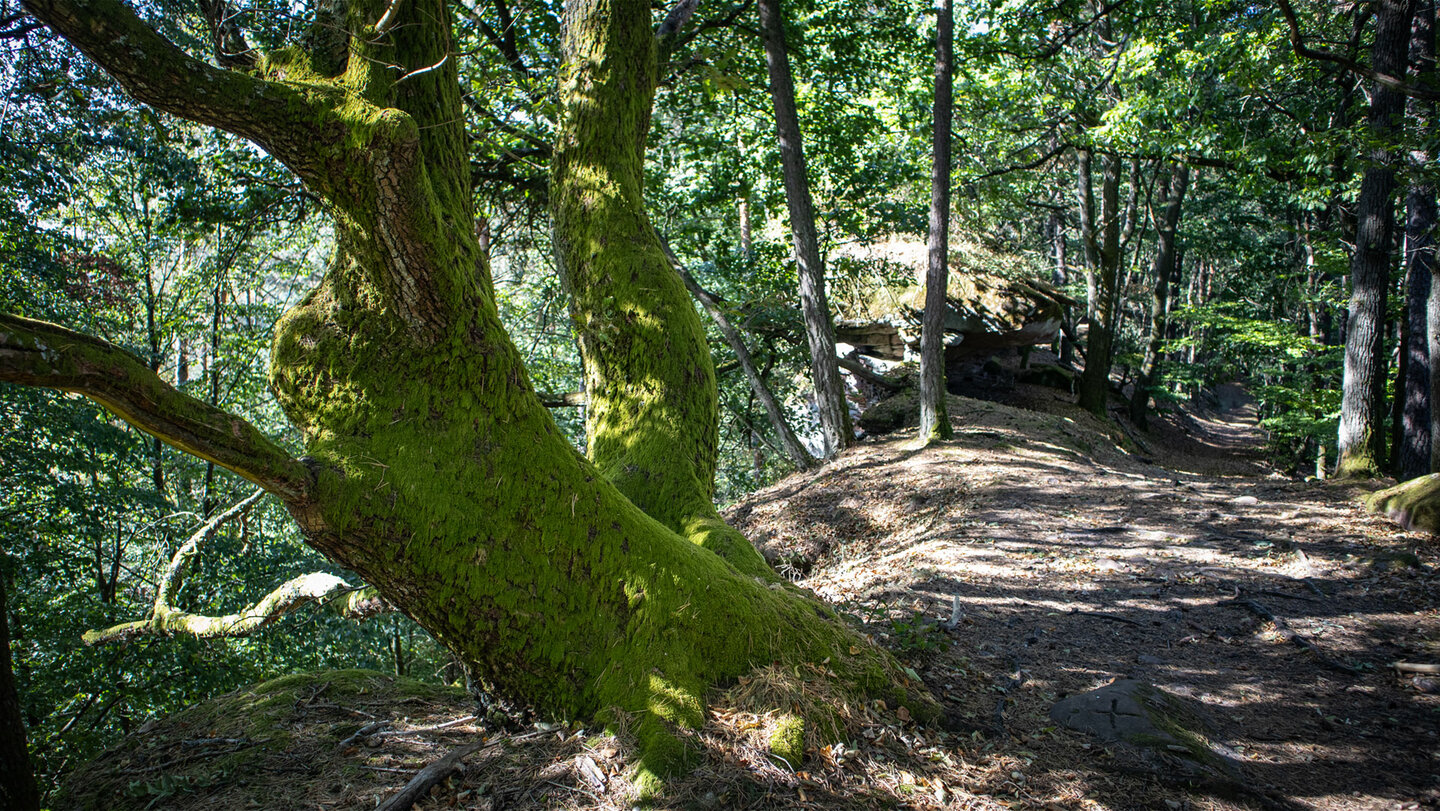 Oberschlettenbacher Höhenweg an der Zimmereckfelswand