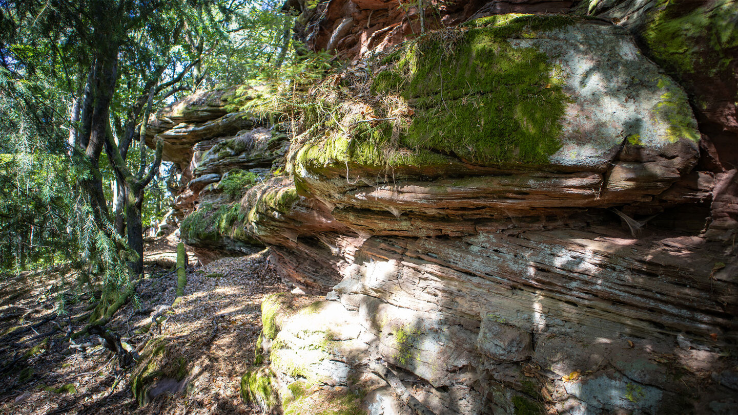 Das Buntsandsteinband der Zimmereckfelswand im Pfälzerwald